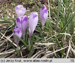 Crocus scepusiensis (krokus spiski)