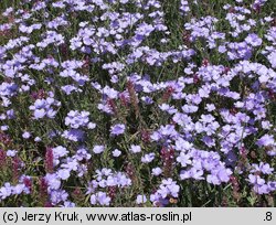 Linum hirsutum