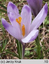 Crocus scepusiensis (krokus spiski)