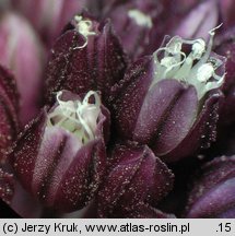 Allium rotundum (czosnek kulisty)