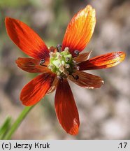 Adonis aestivalis (miłek letni)