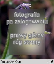 Viola arvensis (fioÅ‚ek polny)