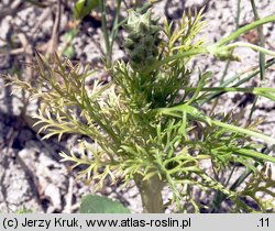 Adonis aestivalis (miłek letni)