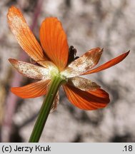 Adonis aestivalis (miłek letni)