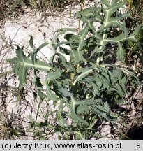 Eryngium campestre