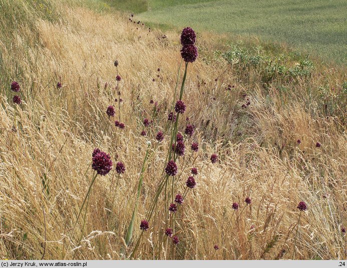 Allium rotundum (czosnek kulisty)