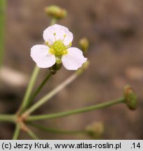 Alisma lanceolatum (żabieniec lancetowaty)