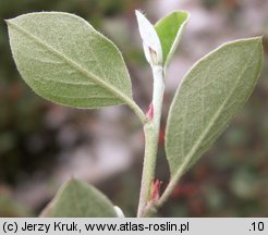 Cotoneaster integerrimus (irga pospolita)