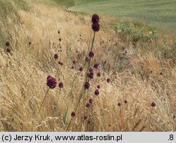 Allium rotundum (czosnek kulisty)