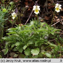 Viola arvensis (fiołek polny)