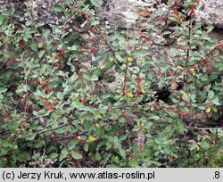 Cotoneaster integerrimus (irga pospolita)