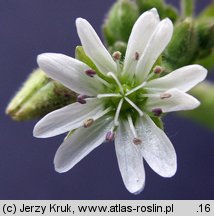 Myosoton aquaticum (kościenica wodna)