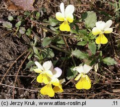 Viola tricolor