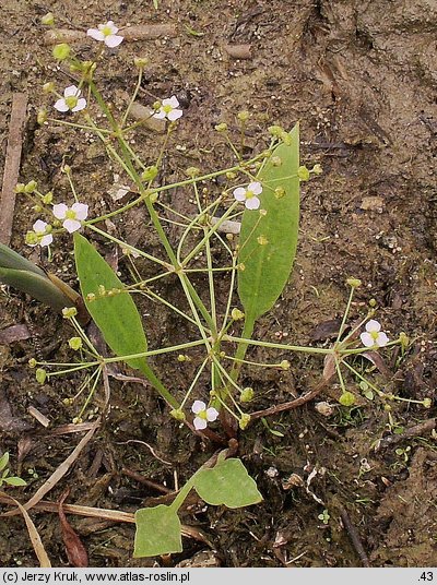 Alisma lanceolatum (żabieniec lancetowaty)