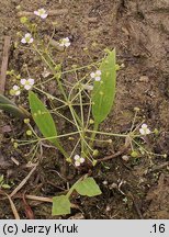 Alisma lanceolatum (żabieniec lancetowaty)