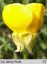 Ranunculus bulbosus (jaskier bulwkowy)