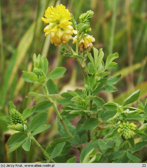 Trifolium aureum