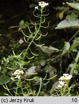 Nasturtium microphyllum (rukiew drobnolistna)