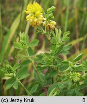 Trifolium aureum