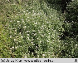 Nasturtium microphyllum (rukiew drobnolistna)