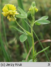 Trifolium aureum