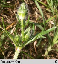 Ranunculus bulbosus (jaskier bulwkowy)