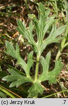 Ranunculus bulbosus (jaskier bulwkowy)