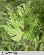 Ranunculus bulbosus (jaskier bulwkowy)