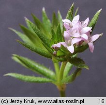 Sherardia arvensis (rolnica pospolita)