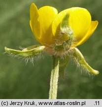 Ranunculus bulbosus (jaskier bulwkowy)