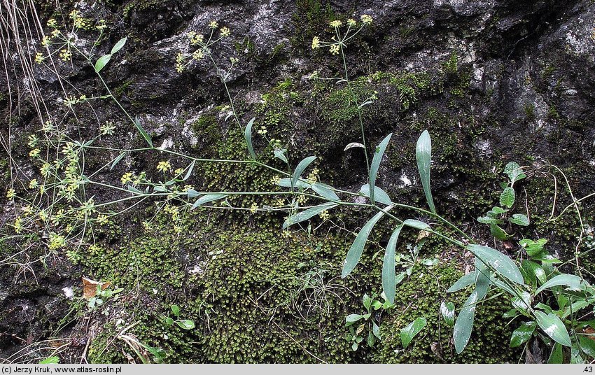 Bupleurum falcatum (przewiercień sierpowaty)