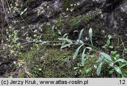 Bupleurum falcatum (przewiercień sierpowaty)