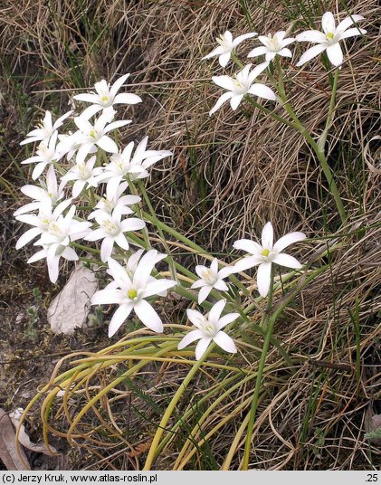 Ornithogalum angustifolium (śniedek baldaszkowaty)