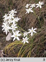 Ornithogalum angustifolium (śniedek baldaszkowaty)