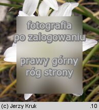 Ornithogalum angustifolium (śniedek baldaszkowaty)