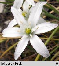 Ornithogalum angustifolium (śniedek baldaszkowaty)