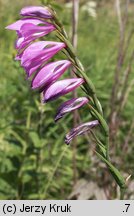 Gladiolus imbricatus