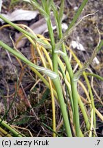 Ornithogalum angustifolium (śniedek baldaszkowaty)