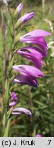 Gladiolus imbricatus