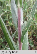 Neslia paniculata (ożędka groniasta)