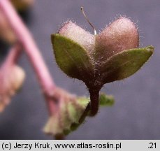 Veronica persica (przetacznik perski)