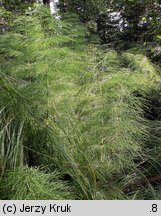 Equisetum sylvaticum (skrzyp leśny)