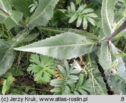 Cirsium canum (ostrożeń siwy)