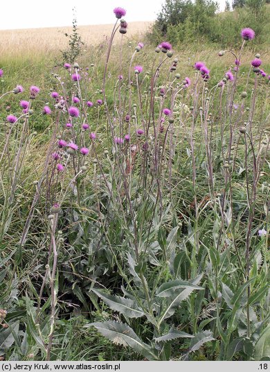 Cirsium canum (ostrożeń siwy)