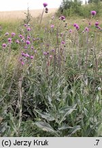 Cirsium canum (ostrożeń siwy)