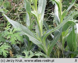 Cirsium canum (ostrożeń siwy)