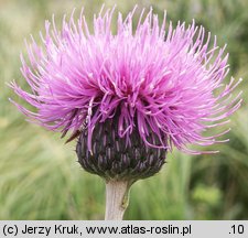 Cirsium canum (ostrożeń siwy)