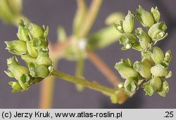 Valerianella dentata (roszpunka ząbkowana)