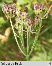 Mutellina purpurea