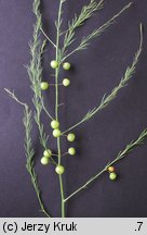 Asparagus officinalis (szparag lekarski)